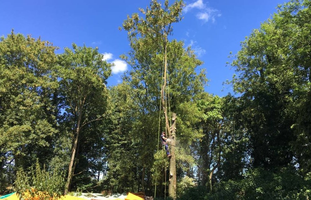 Élagueur au travail dans la couronne d'un grand arbre