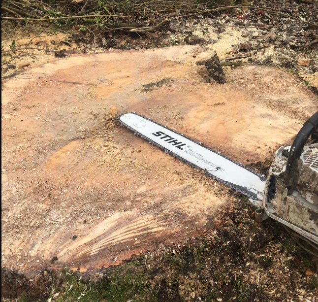 Tronçonneuse sur une grosse souche en cours de rognage