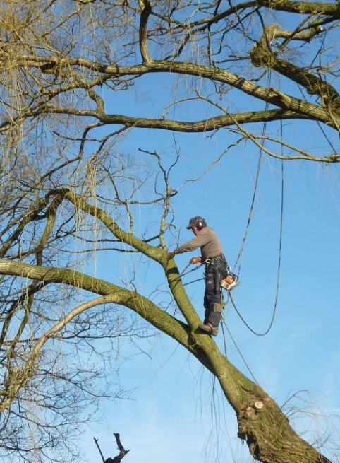 Élagueur grimpeur au travail dans un grand arbre