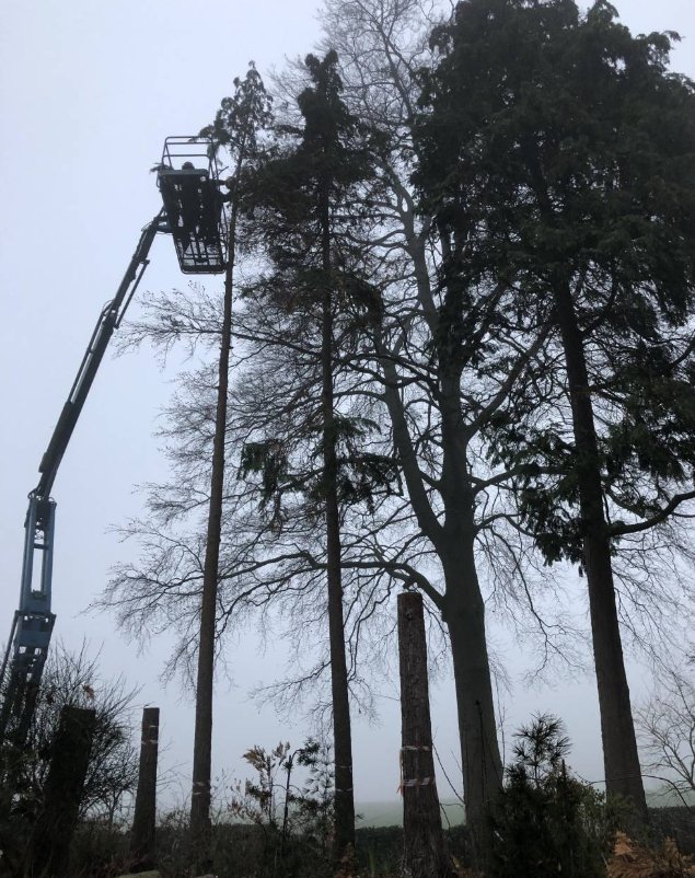 Élagage de grands arbres avec nacelle