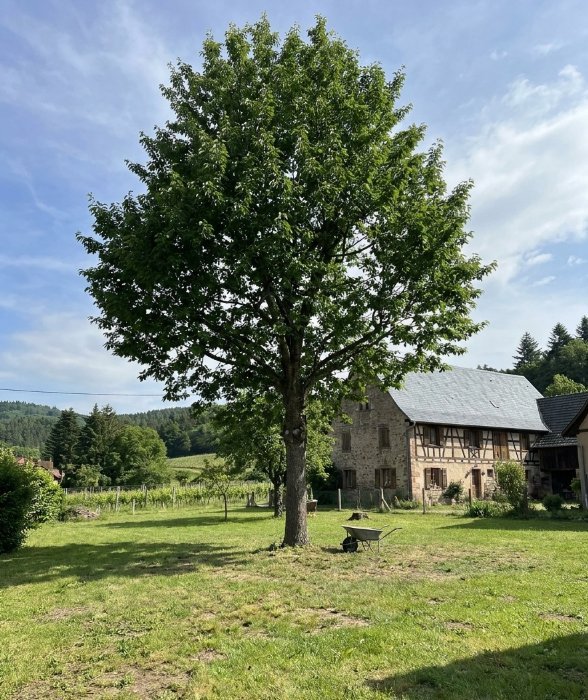 Tilleul proprement élagué devant une maison