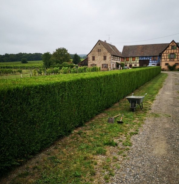 Longue haie taillée devant une ferme à colombages