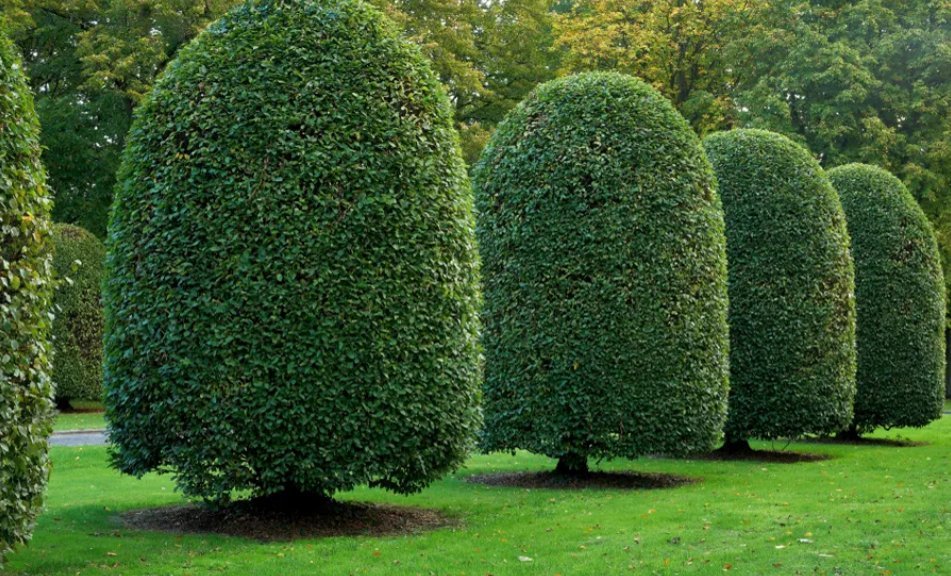 Arbustes taillés en formes régulières dans un parc